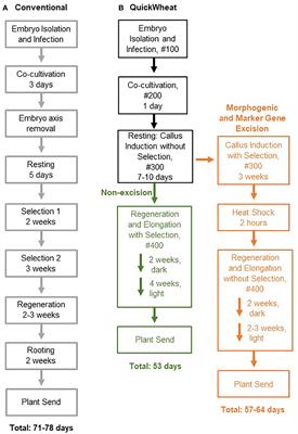 Rapid and highly efficient morphogenic gene-mediated hexaploid wheat transformation